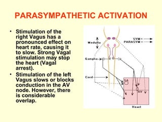 PARASYMPATHETIC ACTIVATION Stimulation of the right Vagus has a pronounced effect on heart rate, causing it to slow. Strong Vagal stimulation may stop the heart (Vagal arrest). Stimulation of the left Vagus slows or blocks conduction in the AV node. However, there is considerable overlap. 