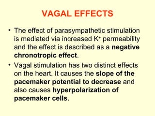 VAGAL EFFECTS The effect of parasympathetic stimulation is mediated via increased K +  permeability and the effect is described as a  negative chronotropic effect . Vagal stimulation has two distinct effects on the heart. It causes the  slope of the pacemaker potential to decrease  and also causes  hyperpolarization of pacemaker cells . 