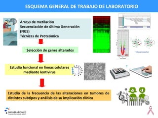 ESQUEMA GENERAL DE TRABAJO DE LABORATORIO
Selección de genes alterados
Estudio de la frecuencia de las alteraciones en tumores de
distintos subtipos y análisis de su implicación clínica
Arrays de metilación
Secuenciación de última Generación
(NGS)
Técnicas de Proteómica
Estudio funcional en líneas celulares
mediante lentivirus
 