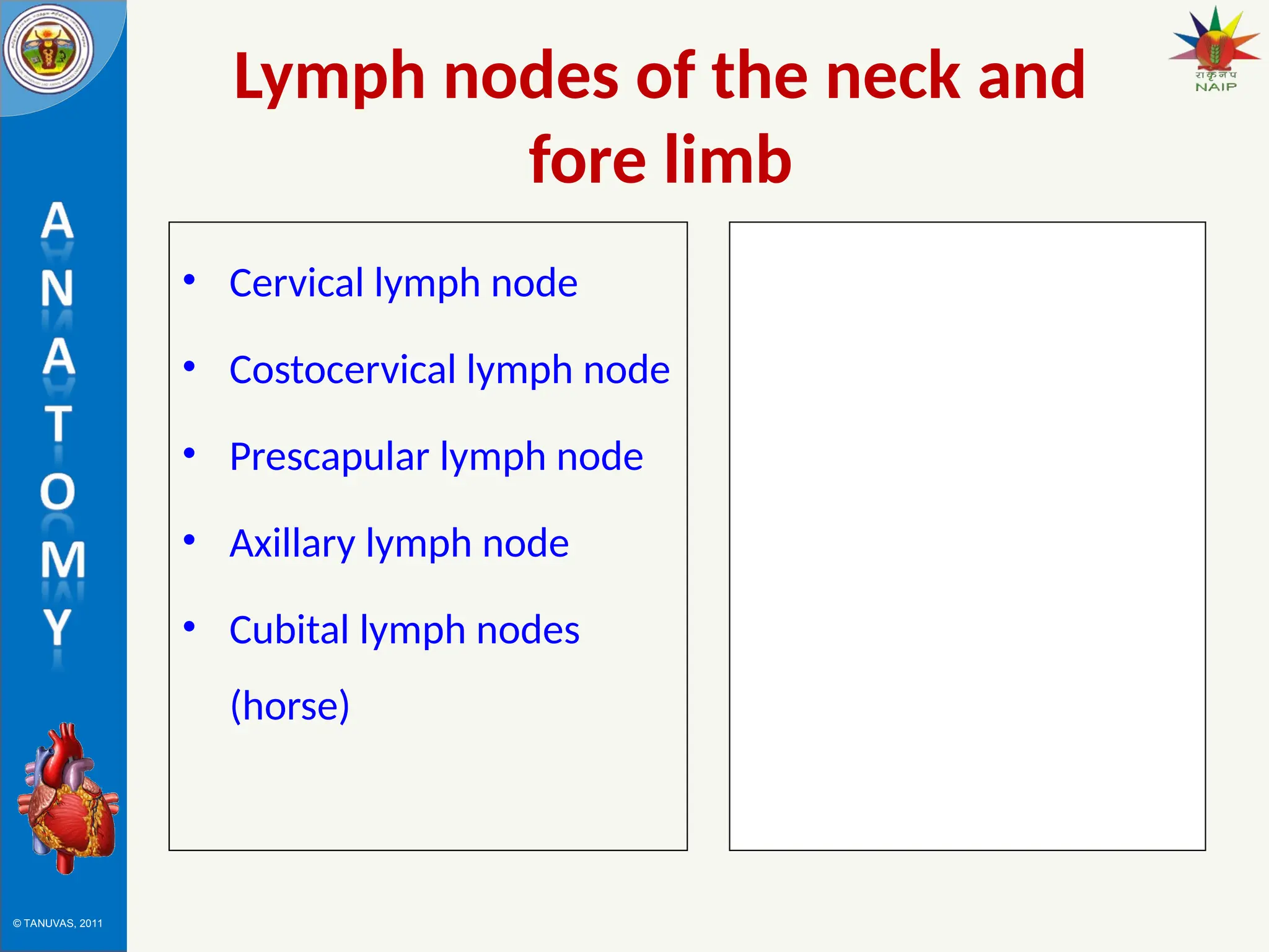 © TANUVAS, 2011
Lymph nodes of the neck and
fore limb
• Cervical lymph node
• Costocervical lymph node
• Prescapular lymph node
• Axillary lymph node
• Cubital lymph nodes
(horse)
 