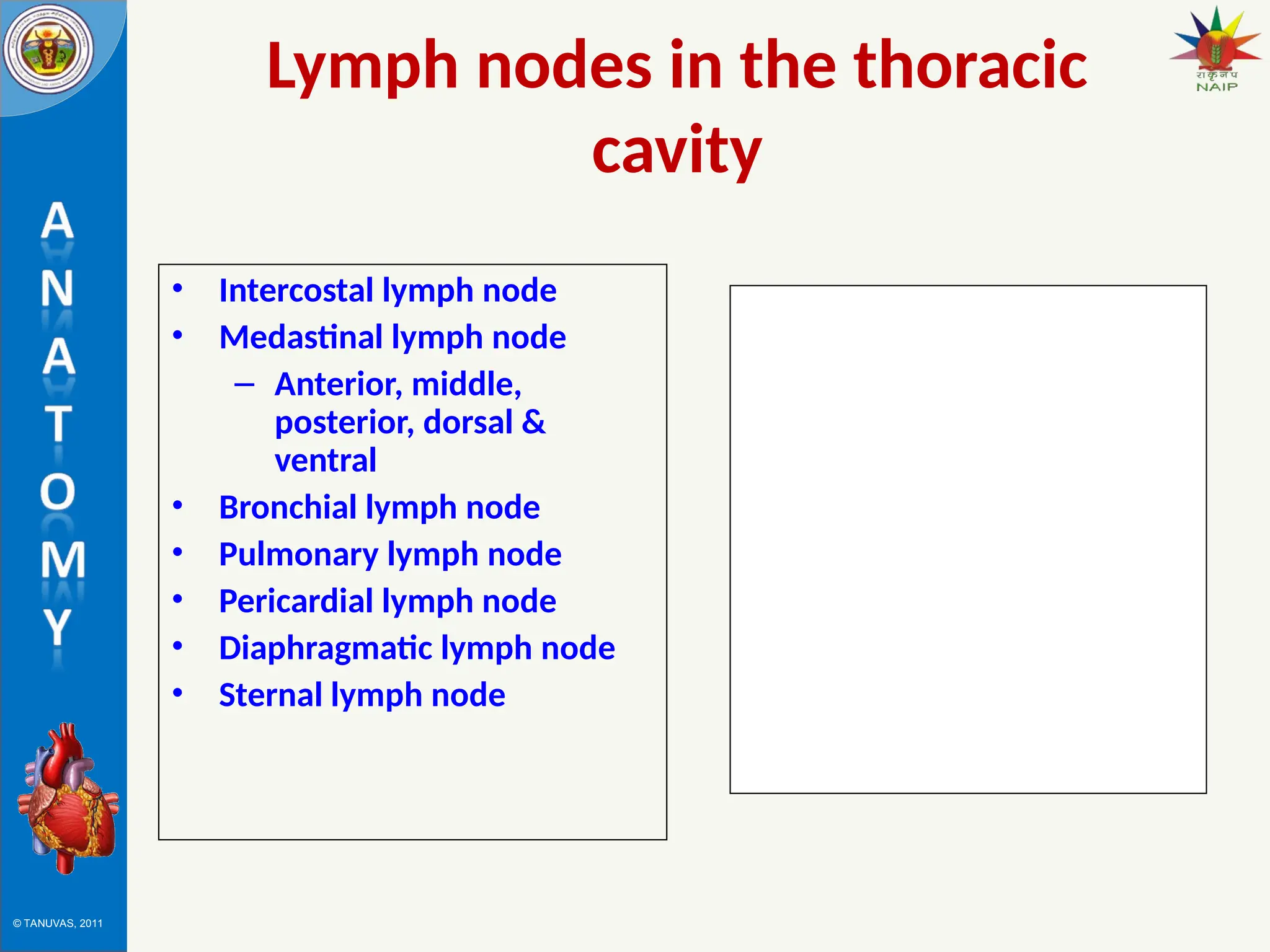 © TANUVAS, 2011
Lymph nodes in the thoracic
cavity
• Intercostal lymph node
• Medastinal lymph node
– Anterior, middle,
posterior, dorsal &
ventral
• Bronchial lymph node
• Pulmonary lymph node
• Pericardial lymph node
• Diaphragmatic lymph node
• Sternal lymph node
 