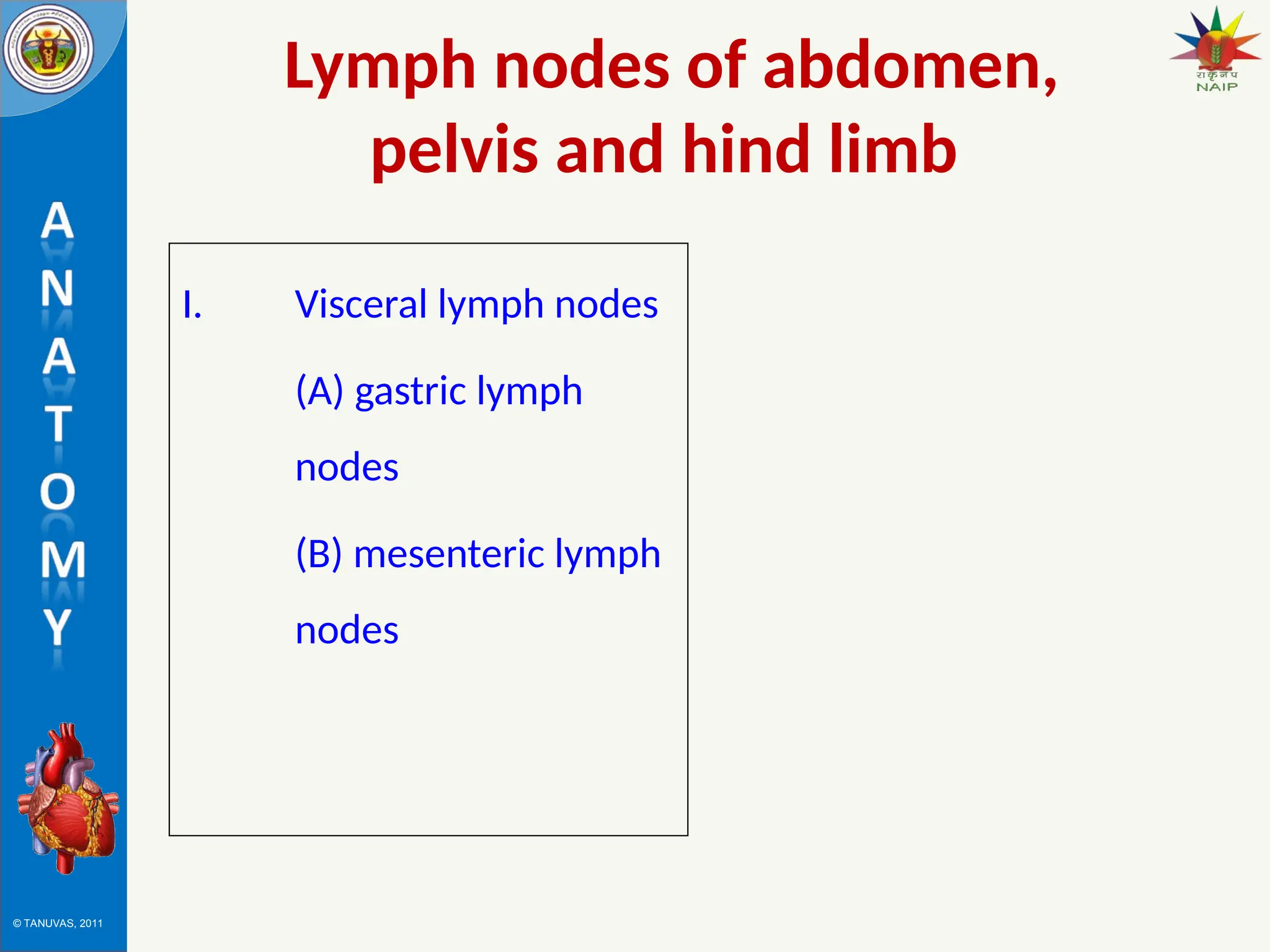© TANUVAS, 2011
Lymph nodes of abdomen,
pelvis and hind limb
I. Visceral lymph nodes
(A) gastric lymph
nodes
(B) mesenteric lymph
nodes
 