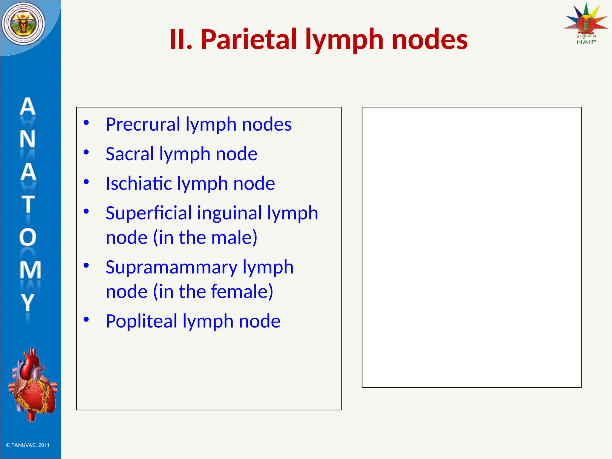 © TANUVAS, 2011
II. Parietal lymph nodes
• Precrural lymph nodes
• Sacral lymph node
• Ischiatic lymph node
• Superficial inguinal lymph
node (in the male)
• Supramammary lymph
node (in the female)
• Popliteal lymph node
 