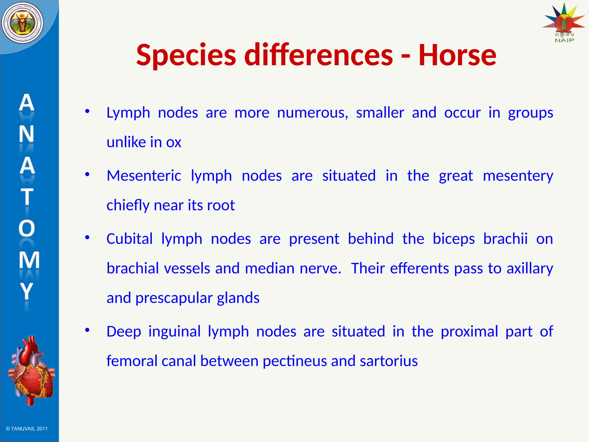 © TANUVAS, 2011
Species differences - Horse
• Lymph nodes are more numerous, smaller and occur in groups
unlike in ox
• Mesenteric lymph nodes are situated in the great mesentery
chiefly near its root
• Cubital lymph nodes are present behind the biceps brachii on
brachial vessels and median nerve. Their efferents pass to axillary
and prescapular glands
• Deep inguinal lymph nodes are situated in the proximal part of
femoral canal between pectineus and sartorius
 