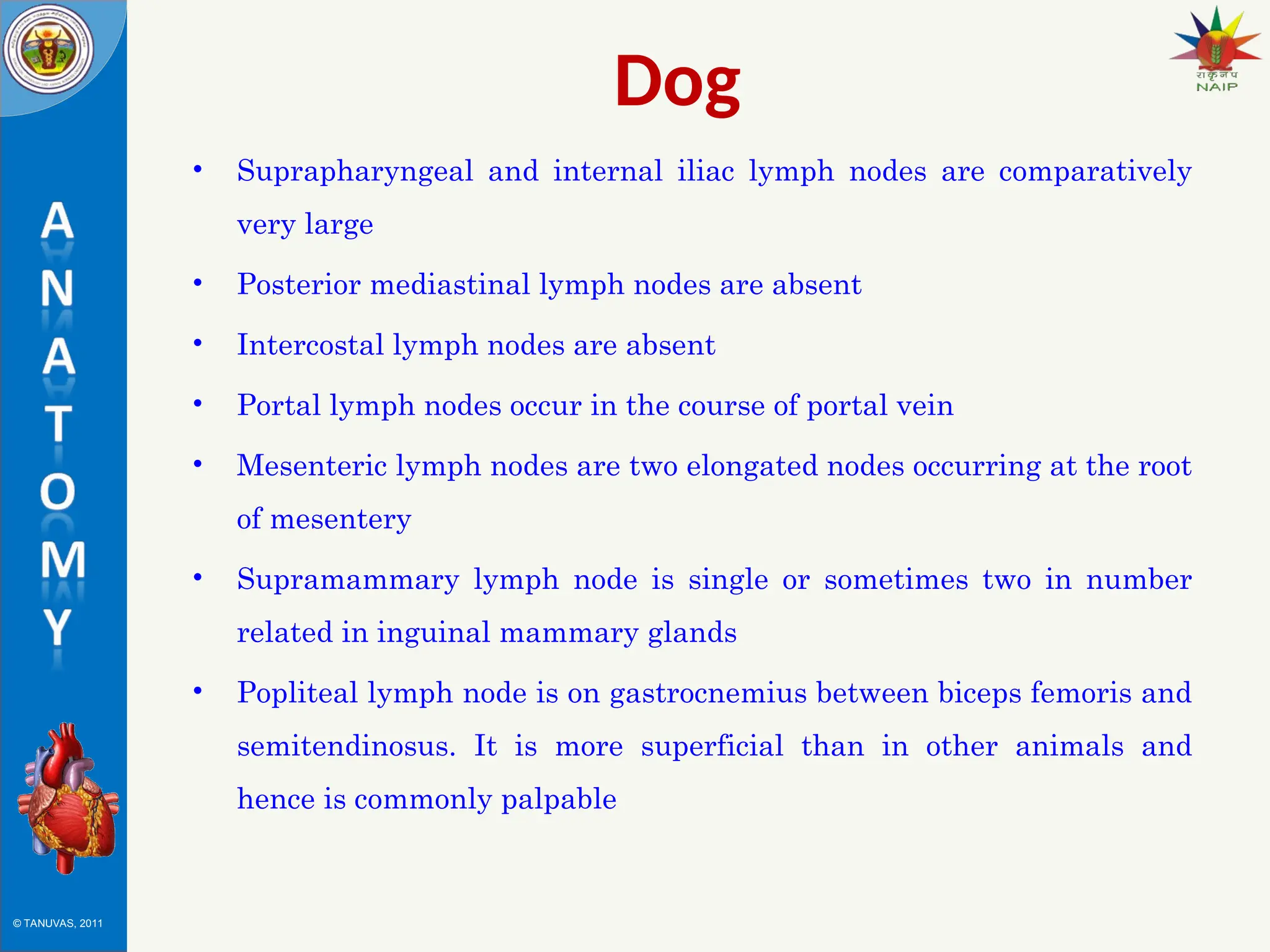 © TANUVAS, 2011
Dog
• Suprapharyngeal and internal iliac lymph nodes are comparatively
very large
• Posterior mediastinal lymph nodes are absent
• Intercostal lymph nodes are absent
• Portal lymph nodes occur in the course of portal vein
• Mesenteric lymph nodes are two elongated nodes occurring at the root
of mesentery
• Supramammary lymph node is single or sometimes two in number
related in inguinal mammary glands
• Popliteal lymph node is on gastrocnemius between biceps femoris and
semitendinosus. It is more superficial than in other animals and
hence is commonly palpable
 