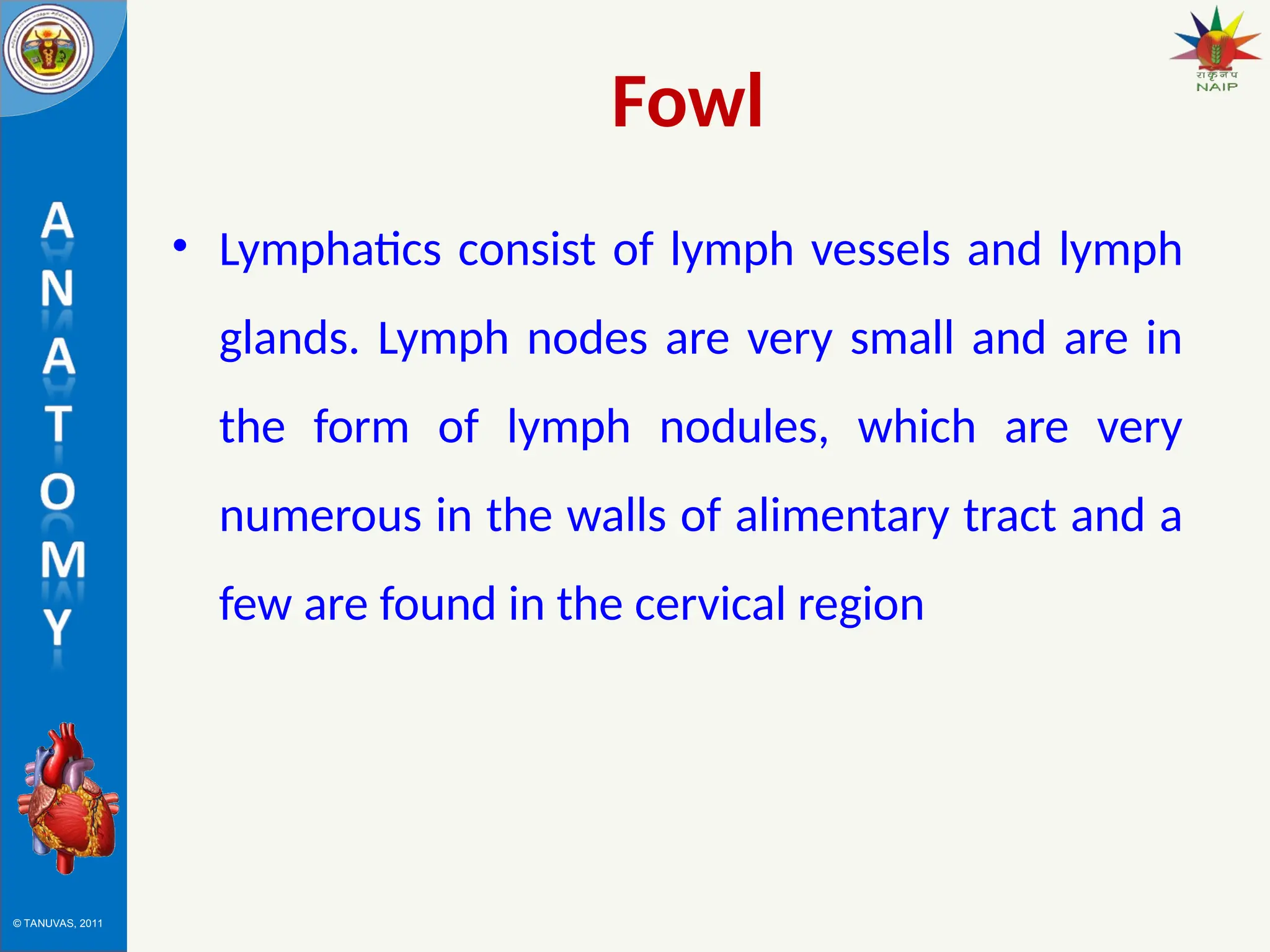 © TANUVAS, 2011
Fowl
• Lymphatics consist of lymph vessels and lymph
glands. Lymph nodes are very small and are in
the form of lymph nodules, which are very
numerous in the walls of alimentary tract and a
few are found in the cervical region
 