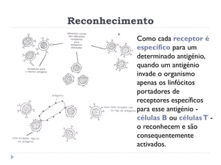 Reconhecimento
           Como cada receptor é
           específico para um
           determinado antigénio,
           ...