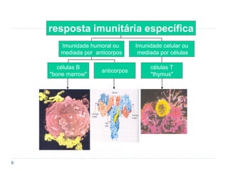 resposta imunitária específica
   Imunidade humoral ou       Imunidade celular ou
   mediada por anticorpos      mediada p...