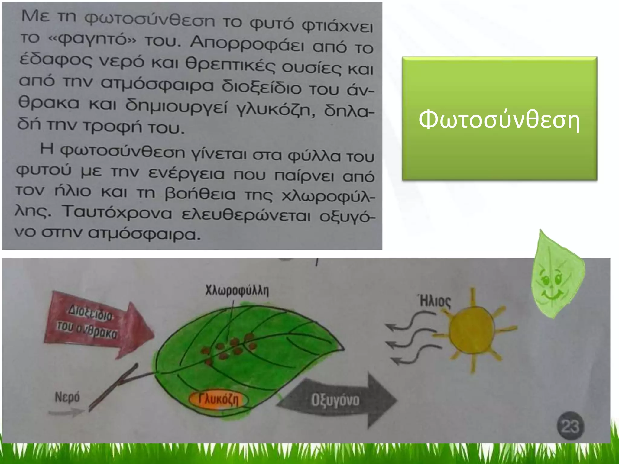 Φωτοσύνθεση
 