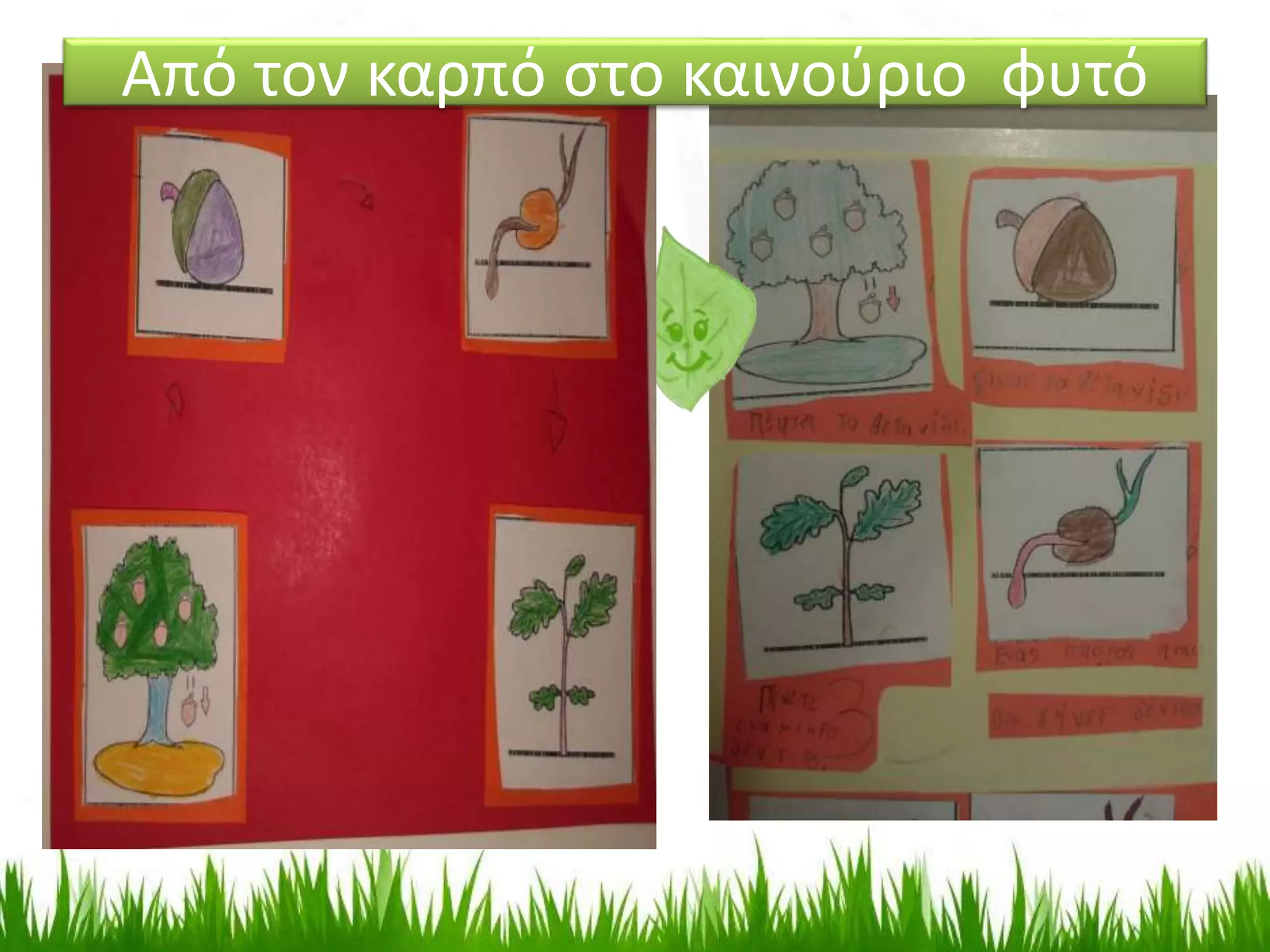 Από τον καρπό στο καινούριο φυτό
 