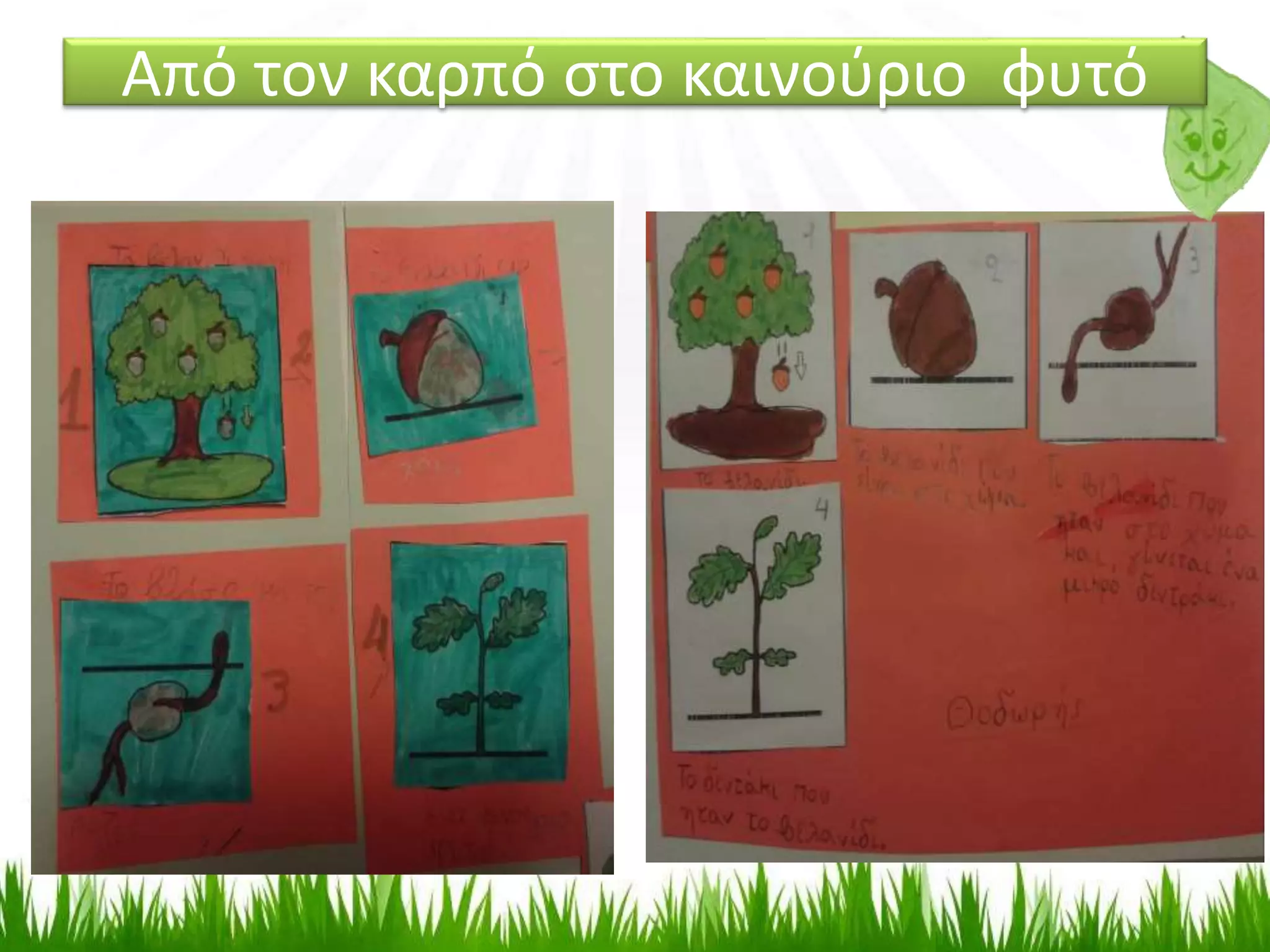 Από τον καρπό στο καινούριο φυτό
 