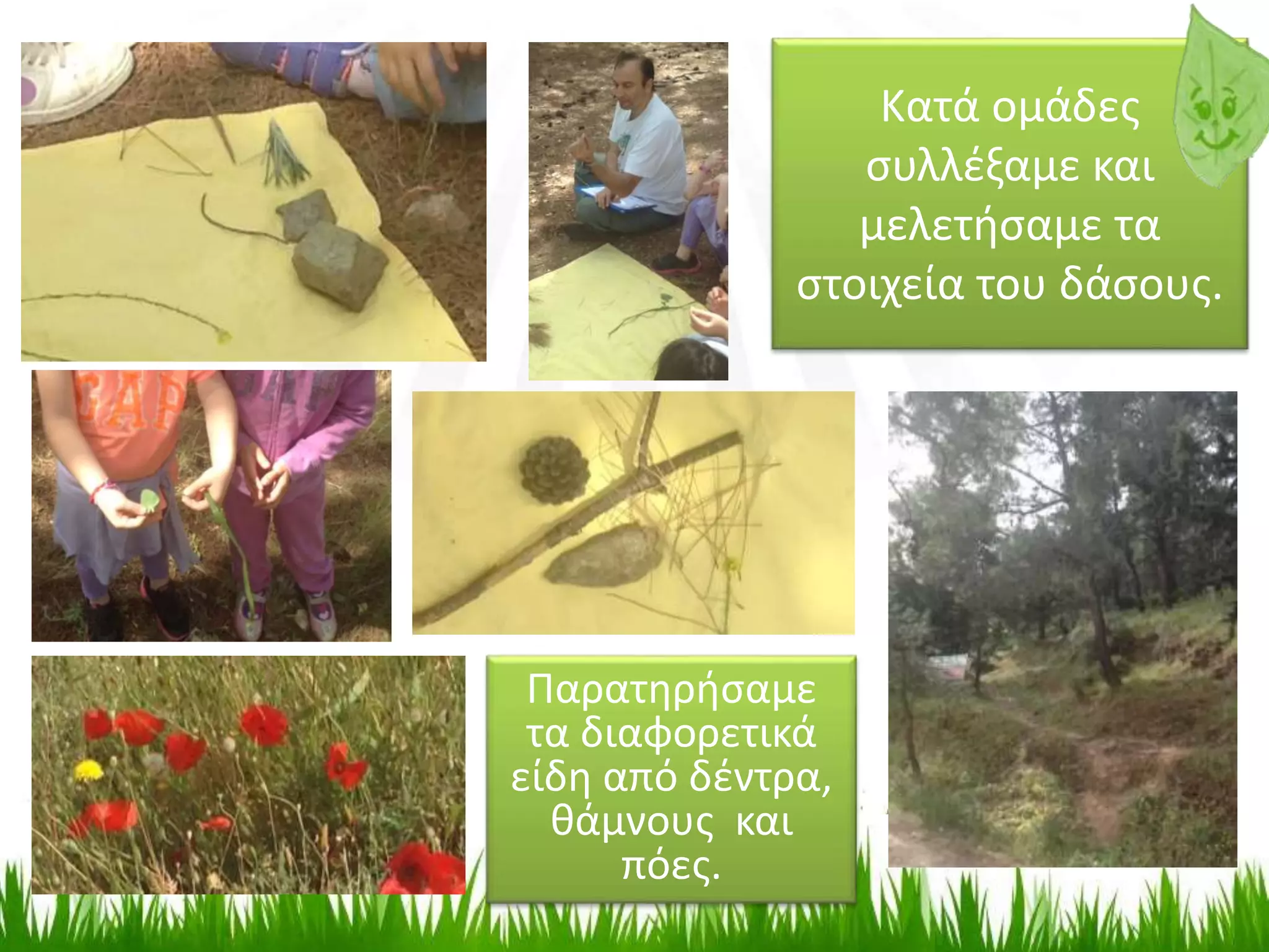 Κατά ομάδες
συλλέξαμε και
μελετήσαμε τα
στοιχεία του δάσους.
Παρατηρήσαμε
τα διαφορετικά
είδη από δέντρα,
θάμνους και
πόες.
 