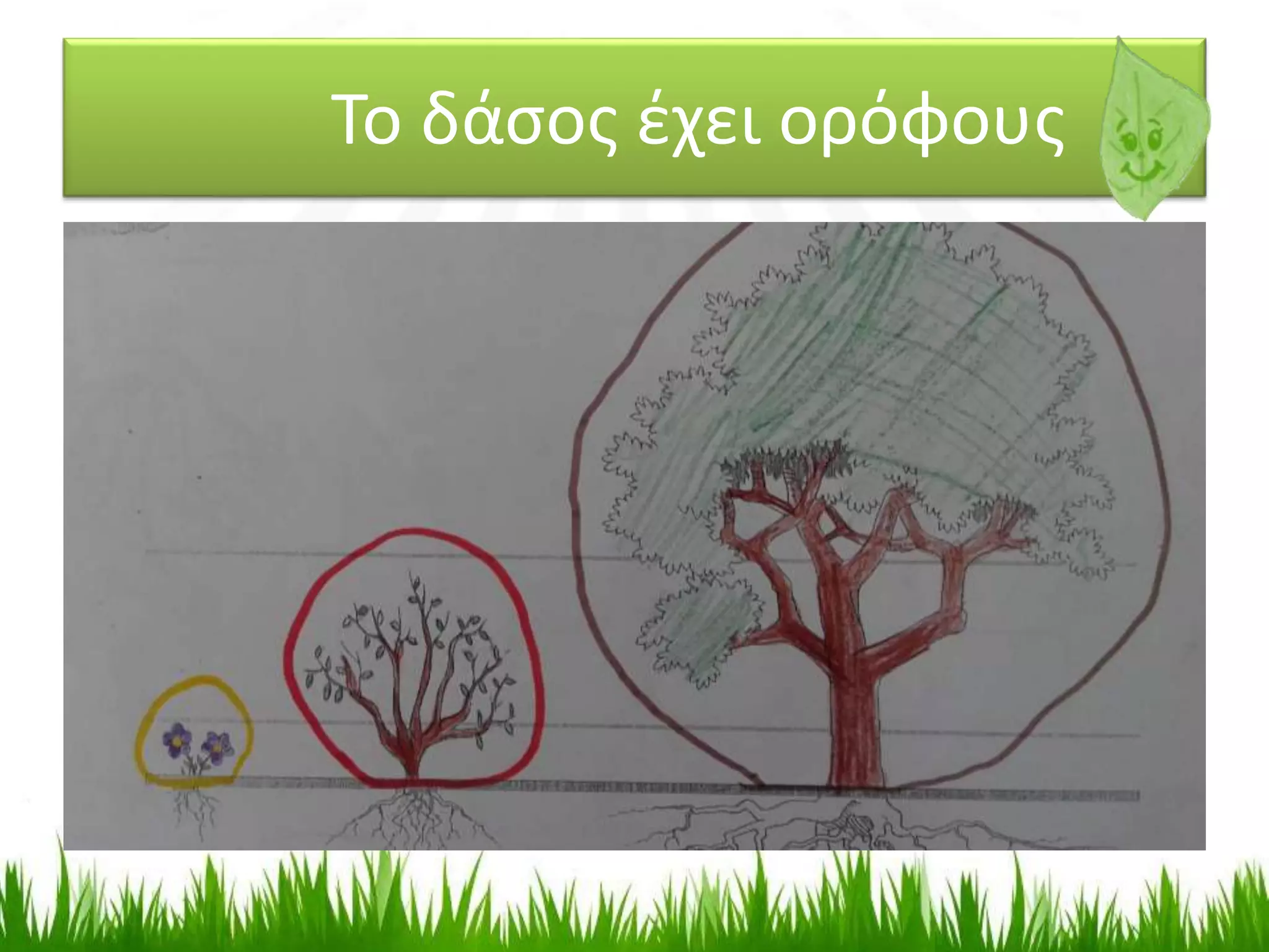 Το δάσος έχει ορόφους
 