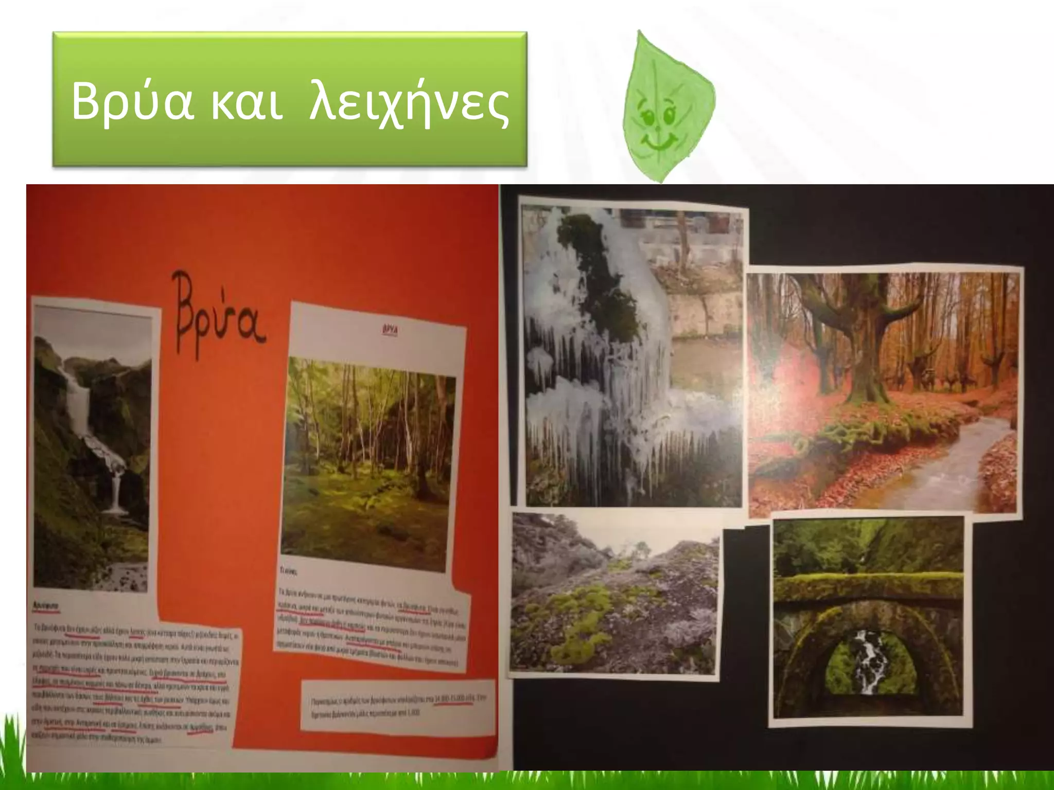 Βρύα και λειχήνες
 