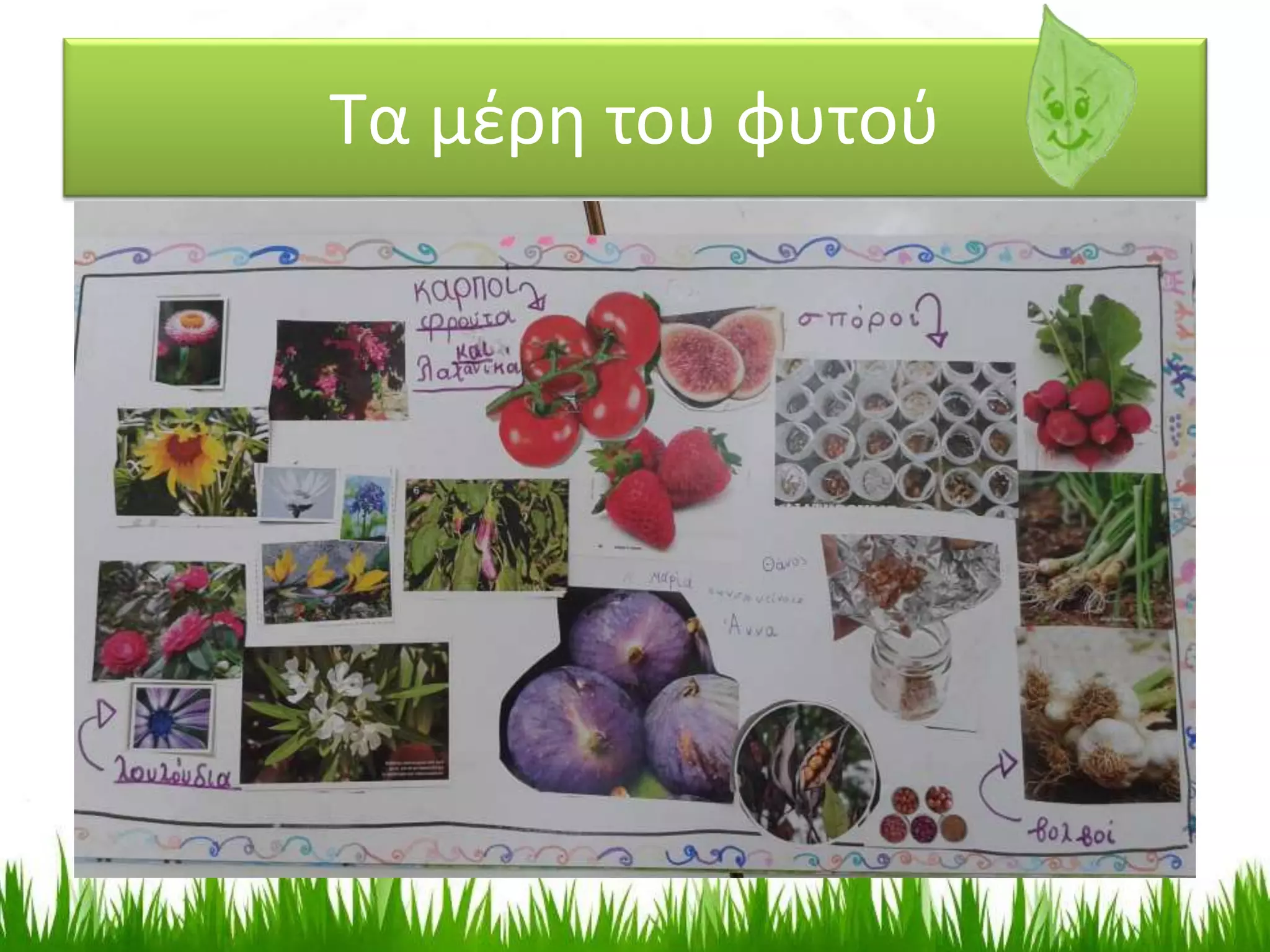 Τα μέρη του φυτού
 