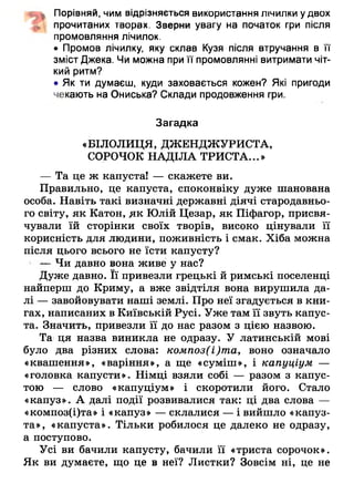 «ук Порівняй, чим відрізняється використання лічилки удвох
прочитаних творах. Зверни увагу на початок гри після
промовляння лічилок.
• Промов лічилку, яку склав Кузя після втручання в її
зміст Джека. Чи можна при її промовлянні витримати чіт­
кий ритм?
• Як ти думаєш, куди заховається кожен? Які пригоди
чекають на Ониська? Склади продовження гри.
Загадка
«БІЛОЛИЦЯ, ДЖЕНДЖУРИСТА,
СОРОЧОК НАДІЛА ТРИСТА...»
— Та це ж капуста! — скажете ви.
Правильно, це капуста, споконвіку дуже шанована
особа. Навіть такі визначні державні діячі стародавньо­
го світу, як Катон, як Юлій Цезар, як Піфагор, присвя­
чували їй сторінки своїх творів, високо цінували її
корисність для людини, поживність і смак. Хіба можна
після цього всього не їсти капусту?
Чи давно вона живе у нас?
Дуже давно. Її привезли грецькі й римські поселенці
найперш до Криму, а вже звідтіля вона вирушила да­
лі — завойовувати наші землі. Про неї згадується в кни­
гах, написаних в Київській Русі. Уже там її звуть капус­
та. Значить, привезли її до нас разом з цією назвою.
Та ця назва виникла не одразу. У латинській мові
було два різних слова: композ(і)та, воно означало
«квашення», «варіння», а ще «суміш», і капуціум —
«головка капусти». Німці взяли собі — разом з капус­
тою — слово «капуціум» і скоротили його. Стало
«капуз». А далі події розвивалися так: ці два слова —
«композ(і)та» і «капуз» — склалися — і вийшло «капуз-
та», «капуста». Тільки робилося це далеко не одразу,
а поступово.
Усі ви бачили капусту, бачили її «триста сорочок».
Як ви думаєте, що це в неї? Листки? Зовсім ні, це не
 