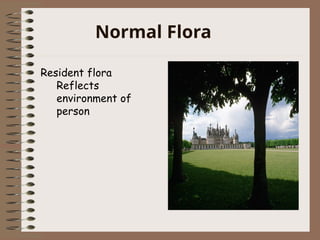 Normal Flora
Resident flora
Reflects
environment of
person
 