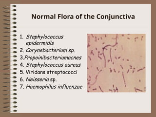 Normal Flora of the Conjunctiva
1. Staphylococcus
epidermidis
2. Corynebacterium sp.
3.Propoinibacteriumacnes
4. Staphylococcus aureus
5. Viridans streptococci
6. Neisseria sp.
7. Haemophilus influenzae
 