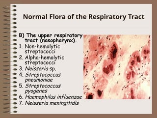 Normal Flora of the Respiratory Tract
B) The upper respiratory
tract (nasopharynx).
1. Non-hemolytic
streptococci
2. Alpha-hemolytic
streptococci
3. Neisseria sp.
4. Streptococcus
pneumoniae
5. Streptococcus
pyogenes
6. Haemophilus influenzae
7. Neisseria meningitidis
 