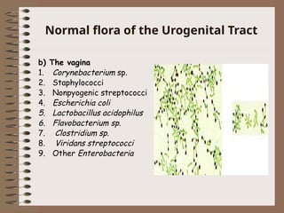 Normal flora of the Urogenital Tract
b) The vagina
1. Corynebacterium sp.
2. Staphylococci
3. Nonpyogenic streptococci
4. Escherichia coli
5. Lactobacillus acidophilus
6. Flavobacterium sp.
7. Clostridium sp.
8. Viridans streptococci
9. Other Enterobacteria
 