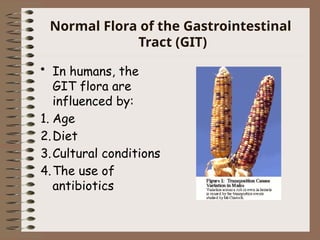 Normal Flora of the Gastrointestinal
Tract (GIT)
• In humans, the
GIT flora are
influenced by:
1. Age
2.Diet
3.Cultural conditions
4.The use of
antibiotics
 