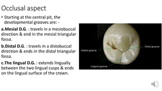 Occlusal aspect
• Starting at the central pit, the
developmental grooves are: -
a.Mesial D.G. : travels in a mesiobuccal
direction & end in the mesial triangular
fossa.
b.Distal D.G. : travels in a distobuccal
direction & ends in the distal triangular
fossa.
c.The lingual D.G. : extends lingually
between the two lingual cusps & ends
on the lingual surface of the crown.
 