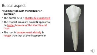 Buccal aspect
Comparison with mandibular 1st
premolar:
• The buccal cusp is shorter & less pointed
• The contact areas are broad & appear to
be higher because of the short buccal
cusp.
• The root is broader mesiodistally &
longer than that of the first premolar
 