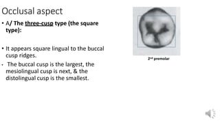 Occlusal aspect
• A/ The three-cusp type (the square
type):
• It appears square lingual to the buccal
cusp ridges.
• The buccal cusp is the largest, the
mesiolingual cusp is next, & the
distolingual cusp is the smallest.
2nd premolar
 
