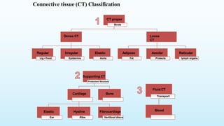 Comprehensive Overview of Connective Tissues in Human Biology | PDF