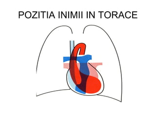 POZITIA INIMII IN TORACE
 