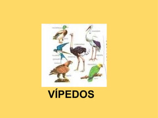 VÍPEDOS 