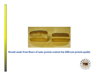 Breads made from flours of same protein content but different protein quality
 