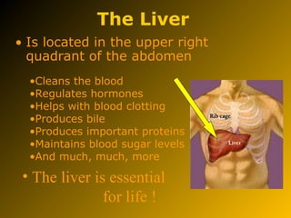 The Liver
• Is located in the upper right
quadrant of the abdomen
•Cleans the blood
•Regulates hormones
•Helps with blood clotting
•Produces bile
•Produces important proteins
•Maintains blood sugar levels
•And much, much, more
• The liver is essential
for life !
 