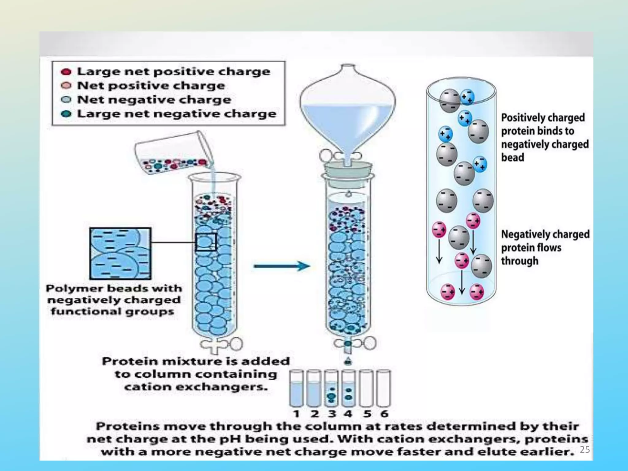 Ion exchange chromatography PPT. | PPTX
