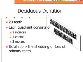 deciduous-dentition-pedo