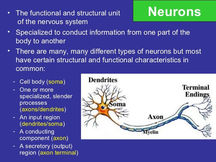 The nervous system