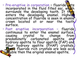 • Pre-eruptive in corporation – fluoride gets
  incorporated in the fluid filled sac, which
  surrounds the developing tooth. It then
  enters the developing enamel. Highest
  concentration of fluoride is seen in enamle
  crown located at or near the tooth
  surface.
• Post eruptive incorporation – fluoride
  continuous to enter the enamel surface,
  causing    crystal    to    change     from
  predominatly carbonated apatite and
  hydroxy apatite to flour apatite (FAP) and
  flour hydroxy apatite (FHAP) crystals.
  These fluoride rich crystals are less acid
  soluble then the original enamel apatite.
 