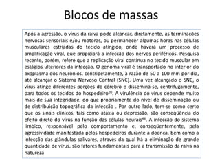 Blocos de massas
Após a agressão, o vírus da raiva pode alcançar, diretamente, as terminações
nervosas sensoriais e/ou motoras, ou permanecer algumas horas nas células
musculares estriadas do tecido atingido, onde haverá um processo de
amplificação viral, que propiciará a infecção dos nervos periféricos. Pesquisa
recente, porém, refere que a replicação viral continua no tecido muscular em
estágios ulteriores da infecção. O genoma viral é transportado no interior do
axoplasma dos neurônios, centripetamente, à razão de 50 a 100 mm por dia,
até alcançar o Sistema Nervoso Central (SNC). Uma vez alcançado o SNC, o
vírus atinge diferentes porções do cérebro e dissemina-se, centrifugamente,
para todos os tecidos do hospedeiro20. A virulência do vírus depende muito
mais de sua integridade, do que propriamente do nível de disseminação ou
de distribuição topográfica da infecção . Por outro lado, tem-se como certo
que os sinais clínicos, tais como ataxia ou depressão, são conseqüência do
efeito direto do vírus na função das células neurais46. A infecção do sistema
límbico, responsável pelo comportamento e, conseqüentemente, pela
agressividade manifestada pelos hospedeiros durante a doença, bem como a
infecção das glândulas salivares, através da qual há a eliminação de grande
quantidade de vírus, são fatores fundamentais para a transmissão da raiva na
natureza
 