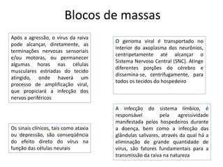 Blocos de massas
Após a agressão, o vírus da raiva
                                       O genoma viral é transportado no
pode alcançar, diretamente, as
                                       interior do axoplasma dos neurônios,
terminações nervosas sensoriais
                                       centripetamente até alcançar o
e/ou motoras, ou permanecer
                                       Sistema Nervoso Central (SNC). Atinge
algumas horas nas células
                                       diferentes porções do cérebro e
musculares estriadas do tecido
                                       dissemina-se, centrifugamente, para
atingido, onde haverá um
                                       todos os tecidos do hospedeiro
processo de amplificação viral,
que propiciará a infecção dos
nervos periféricos
                                       A infecção do sistema límbico, é
                                       responsável         pela    agressividade
                                       manifestada pelos hospedeiros durante
Os sinais clínicos, tais como ataxia   a doença, bem como a infecção das
ou depressão, são conseqüência         glândulas salivares, através da qual há a
do efeito direto do vírus na           eliminação de grande quantidade de
função das células neurais             vírus, são fatores fundamentais para a
                                       transmissão da raiva na natureza
 