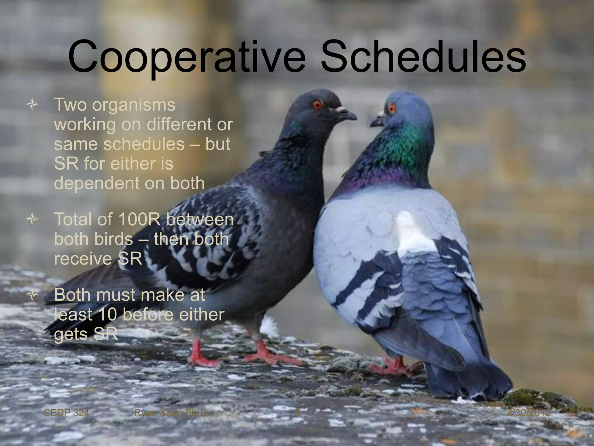 Cooperative Schedules
 Two organisms
  working on different or
  same schedules – but
  SR for either is
  dependent on both
 Total of 100R between
  both birds – then both
  receive SR
 Both must make at
  least 10 before either
  gets SR



  CEDP 324   Ryan Sain, Ph.D.   5   3/30/2012
 