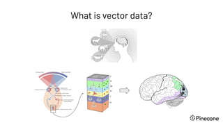 What is vector data?
 