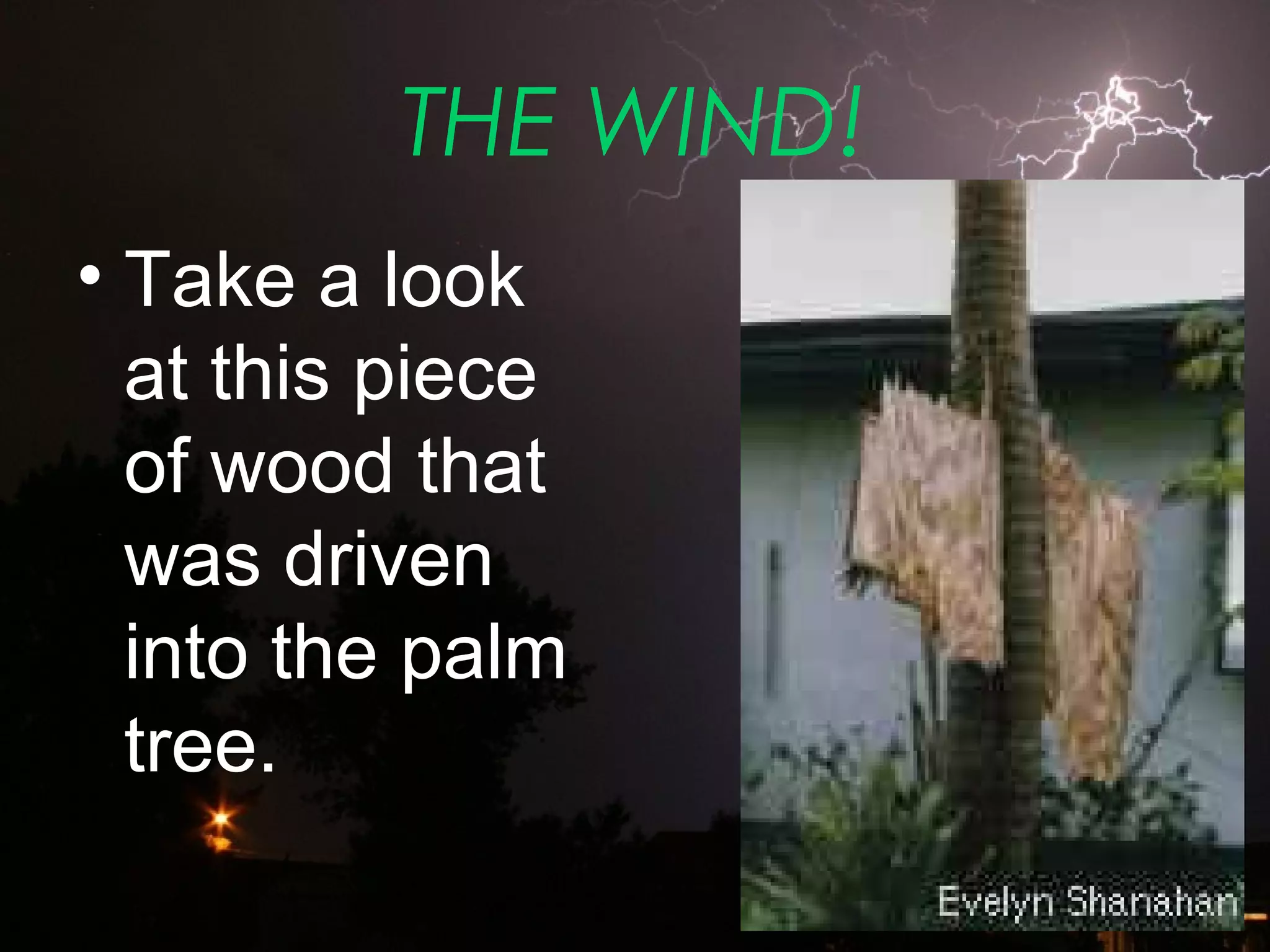 THE WIND!
• Take a look
at this piece
of wood that
was driven
into the palm
tree.
 