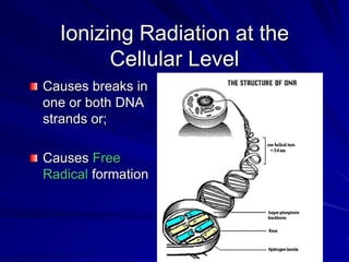 Ionizing Radiation at the
Cellular Level
Causes breaks in
one or both DNA
strands or;
Causes Free
Radical formation
 