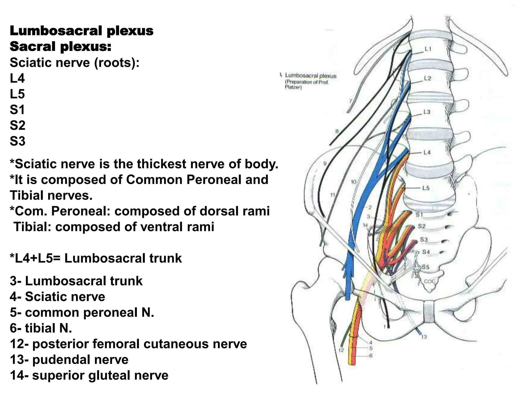 Lumbosacral plexus
Sacral plexus:
Sciatic nerve (roots):
L4
L5
S1
S2
S3
*Sciatic nerve is the thickest nerve of body.
*It is composed of Common Peroneal and
Tibial nerves.
*Com. Peroneal: composed of dorsal rami
Tibial: composed of ventral rami
*L4+L5= Lumbosacral trunk
3- Lumbosacral trunk
4- Sciatic nerve
5- common peroneal N.
6- tibial N.
12- posterior femoral cutaneous nerve
13- pudendal nerve
14- superior gluteal nerve
 