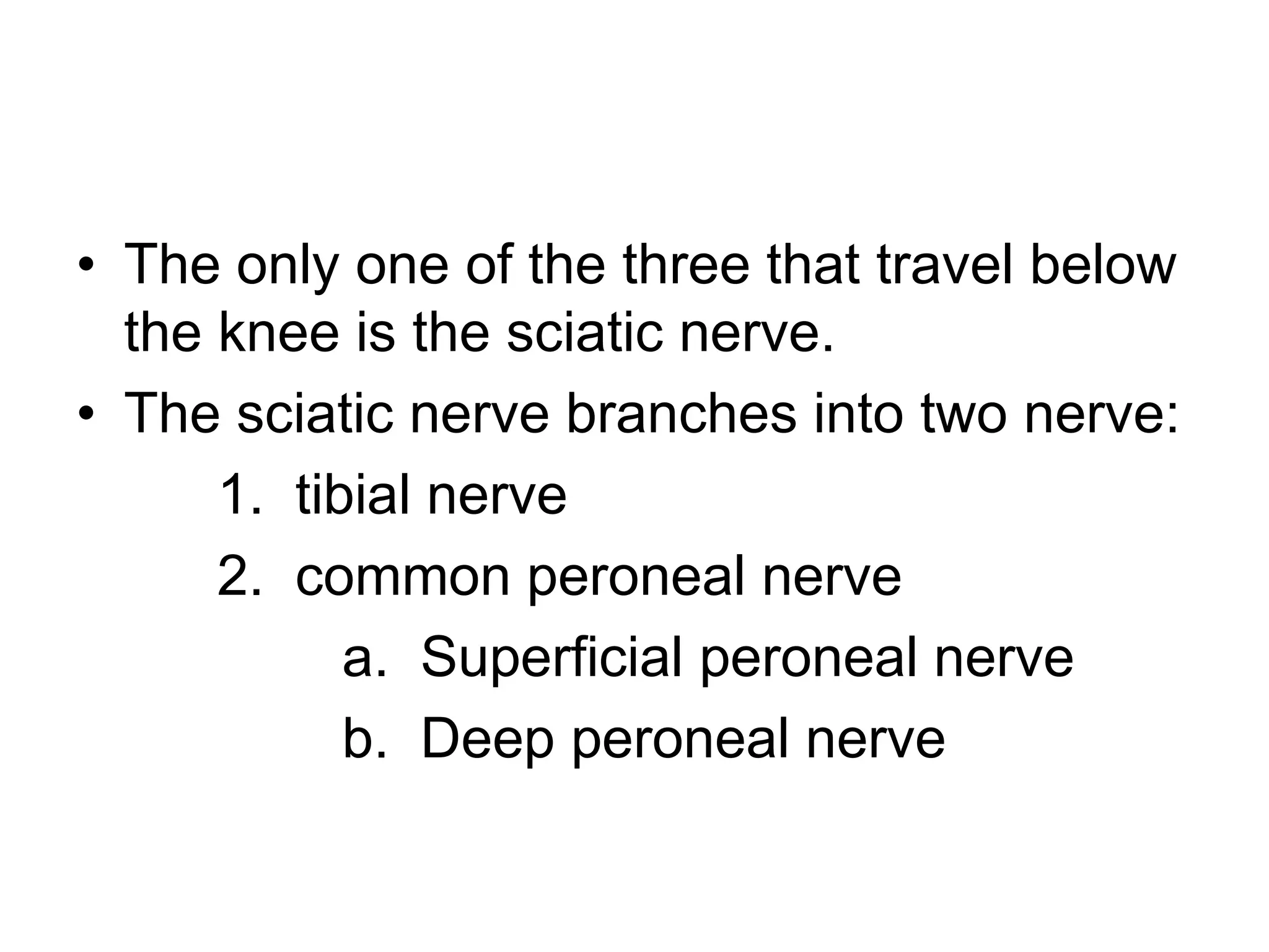 • The only one of the three that travel below
the knee is the sciatic nerve.
• The sciatic nerve branches into two nerve:
1. tibial nerve
2. common peroneal nerve
a. Superficial peroneal nerve
b. Deep peroneal nerve
 