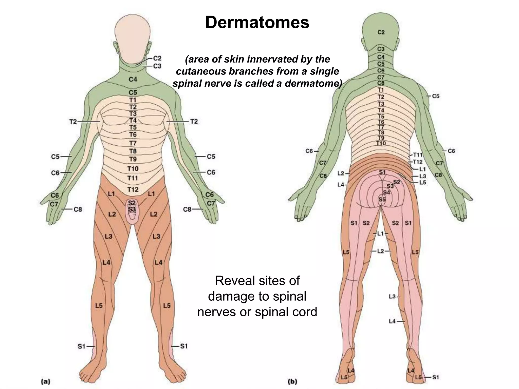 Dermatomes (innervation of skin)
Dermatomes
(area of skin innervated by the
cutaneous branches from a single
spinal nerve is called a dermatome)
Reveal sites of
damage to spinal
nerves or spinal cord
 