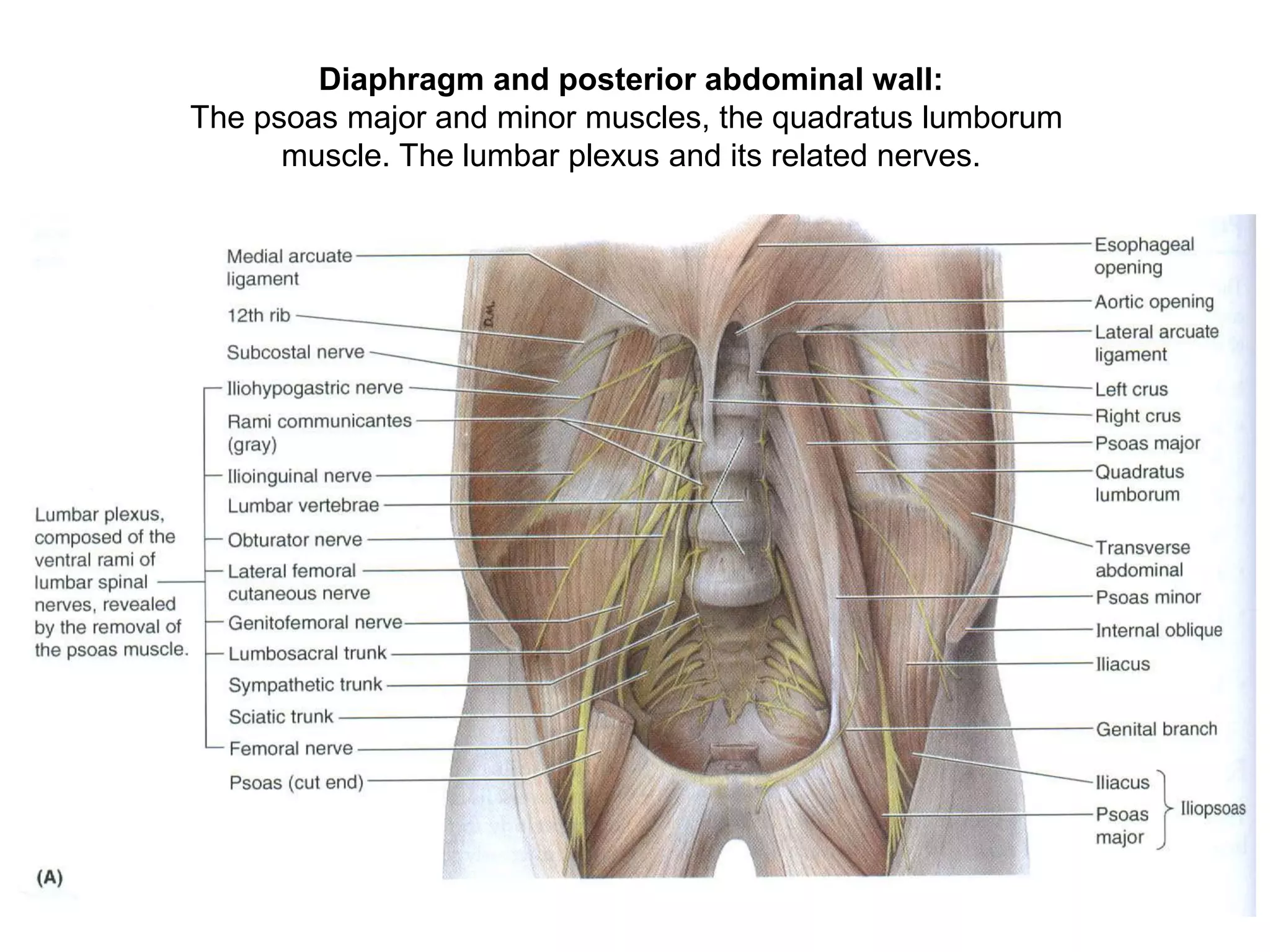 Diaphragm and posterior abdominal wall:
The psoas major and minor muscles, the quadratus lumborum
muscle. The lumbar plexus and its related nerves.
 