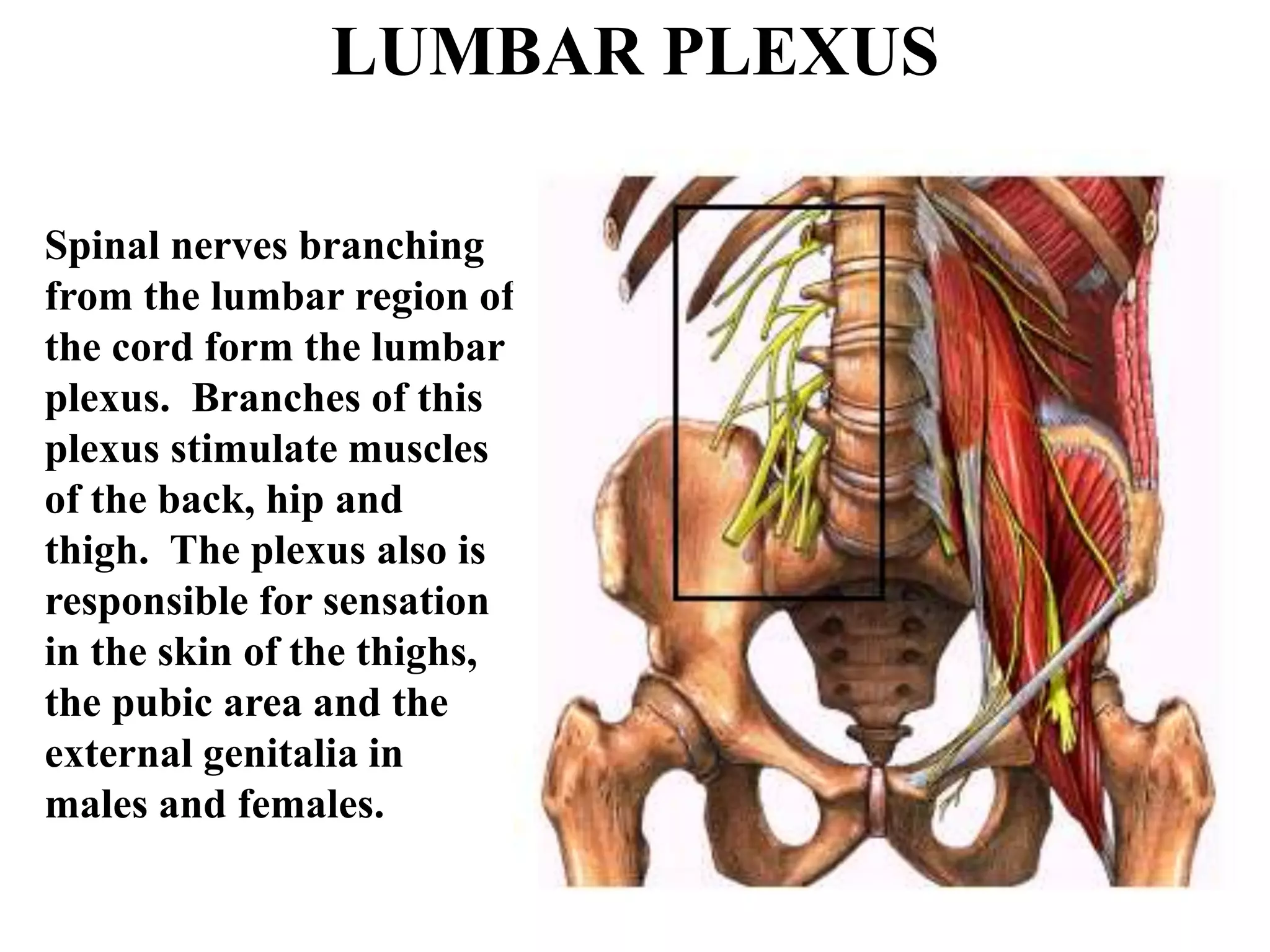 LUMBAR PLEXUS
Spinal nerves branching
from the lumbar region of
the cord form the lumbar
plexus. Branches of this
plexus stimulate muscles
of the back, hip and
thigh. The plexus also is
responsible for sensation
in the skin of the thighs,
the pubic area and the
external genitalia in
males and females.
 