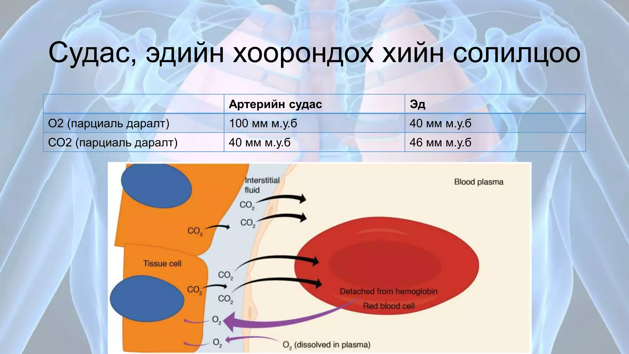 Амьсгалын эрхтэн тогтолцооны физиологи