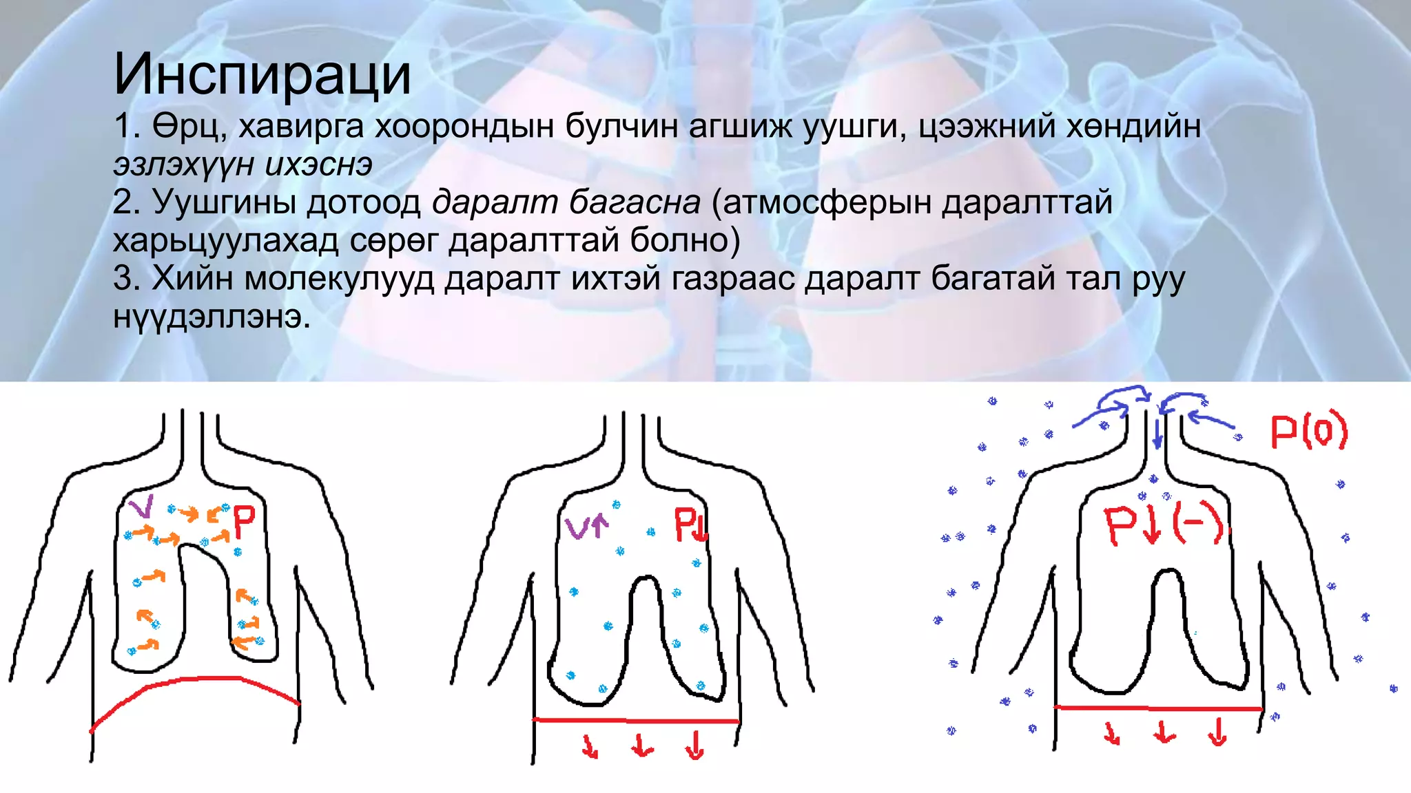 Амьсгалын эрхтэн тогтолцооны физиологи | PPT